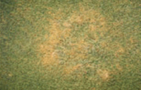 Grass patch with anthracnose