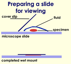 Preparing a slide for viewing. Specimen is in fluid on the microscope slide. The cover slip goes over the fluid to complete the wet mount.