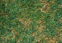 Grass patch with pythium blight