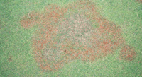 Pythium blight on grass patch