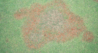 Overhead view of grass dieback affected by Pythium