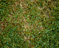 Pythium root rot on grass