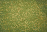 Patch of grass with dollar spot