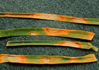 rust colored spots on blades of grass