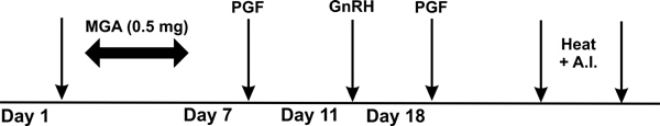 Calendar of 7-11 synch. From day 1 to 7, feed 0.5 mg MGA. On day 7, PGF. GnRH on day 11, PGF on day 18, and heat and A.I. after day 18.