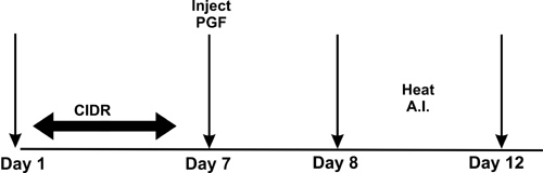 Calendar of controlled internal drug release. CIDR from day 1 to 7, inject PGF on day 7, and heat and A.I. between day 8 and 12.