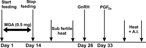 Calendar of MGA synch. From day 1 to 14, feed 0.5 mg MGA. Between day 14 and 26 are sub fertile heat. GnRH on day 26, PGF2a on day 33, and heat and A.I. after day 33.