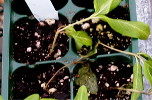 Figure 1. Wilting and damping-off symptoms of Rhizoctonia root rot on annual vinca.<br>
 [<em>Photo:</em> A. Martinez]