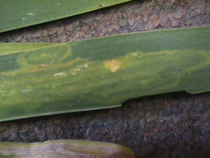 Figure 14. Yellow ringspot pattern on lily leaf.<br>
 [<em>Photo:</em> J. Williams-Woodward]