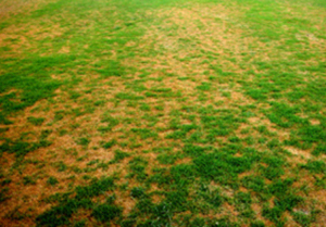 grass with patchy yellow areas