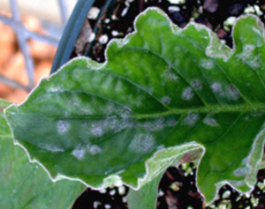 Figure 4. Whitish and gray fungal growth characteristic of powdery mildew on leaves.<br>
 [<em>Photo:</em> A. Martinez]