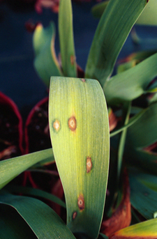 Figure 5. Fungal leaf spot on iris.<br>
 [<em>Photo:</em> J. Williams-Woodward]