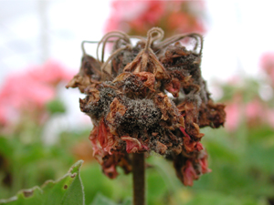 Botrytis flower blight