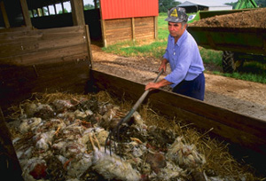 Person using a rake to put a dead chicken in a bin