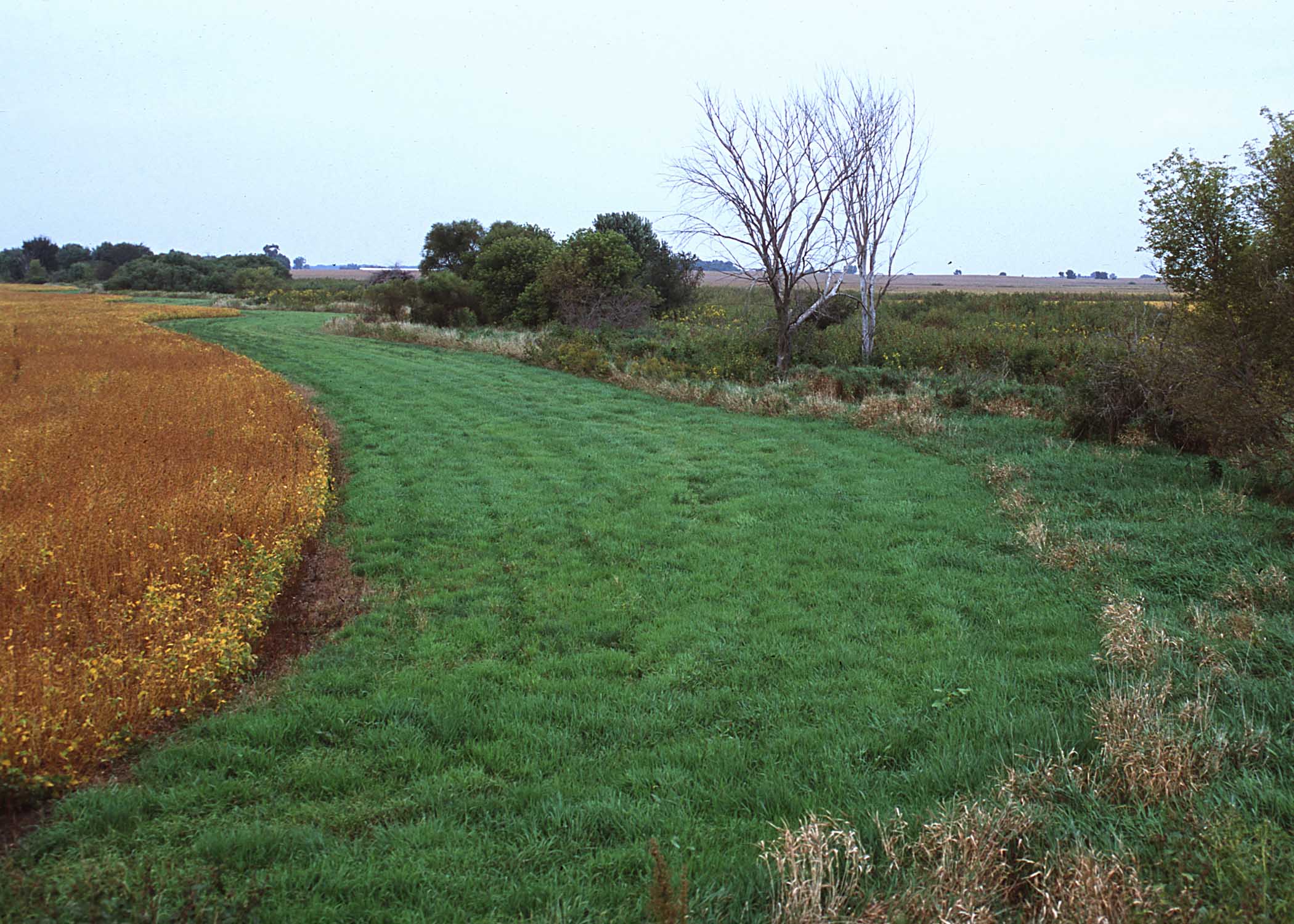 grass buffer around crops