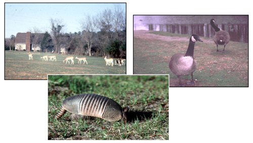 deer, Canada geese, and armadillo