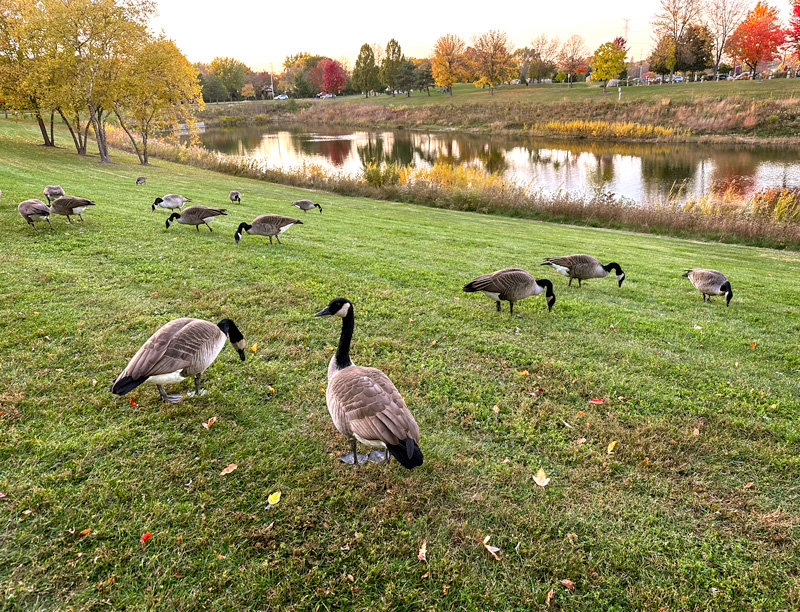 a flock of Canada geese