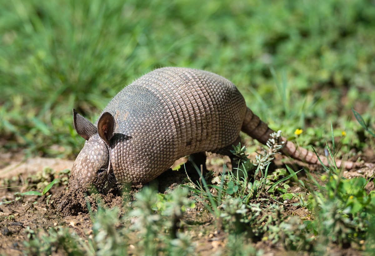 Habitat Design & Consultation — First Light Wildlife Habitats