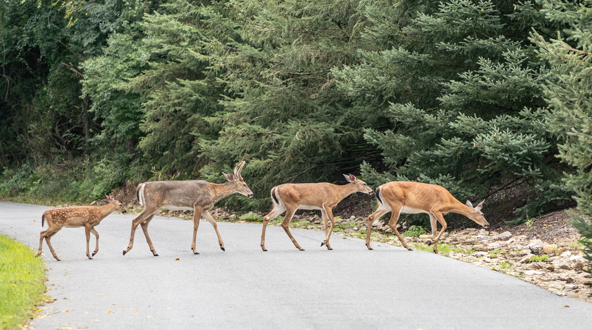 a herd of deer crossing a road
