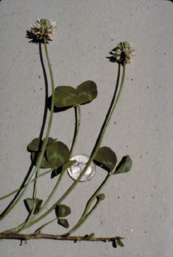 photo of white clover showing runners