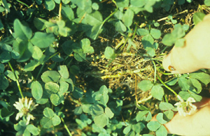 close up photo of Durana white clover growing in ground.
