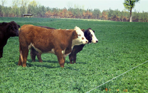 foto di manzo manzi in piedi in pascolo con Durana trifoglio bianco.