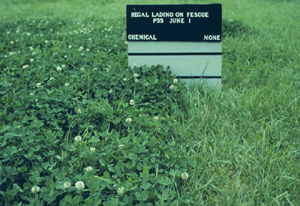 Photo of field trial results showing the difference between chemical application and no treatment when growing Regal landino on fescue.