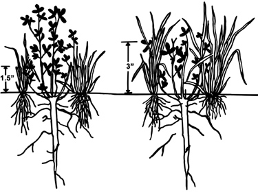 Illustration comparing clover height. When grazed at 1.5 inches, clover becomes much taller than grass. When grazed at 3 inches, grass becomes taller than clover