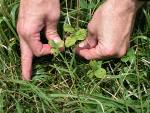 Photo of clover plant that is yellowed because it is infected with a virus.