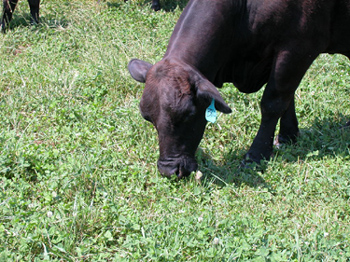 grazing cow