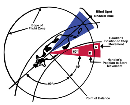 Diagram of a cow's flight zone showing a blind spot behind the cow, the point of balance, and handler's position to stop movement.