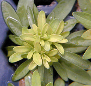 foliage showing syptoms of chlorosis. the top leaves of the plant are yellowed