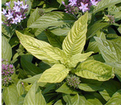 pentas