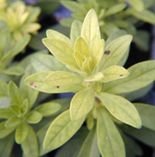 calibrachoa