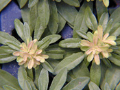 scaevola