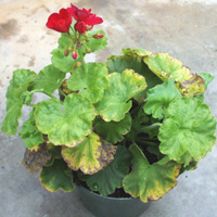 geranium affected by iron/manganese toxicity