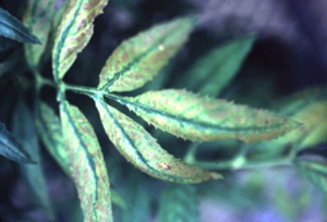 In marigold, micronutrient toxicity appears as bronzing or necrotic speckles that progress into an overall chlorosis and necrosis.
