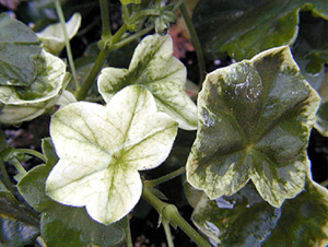 chlorosis on ivy