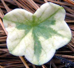 chlorosis on ivy