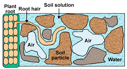 illustrating showing root hair in a soil solution between soil particles and air surrounded by water