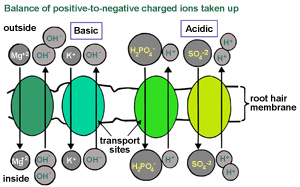 diagram showing balance of positive-to-negative charged atoms through root hair membrane