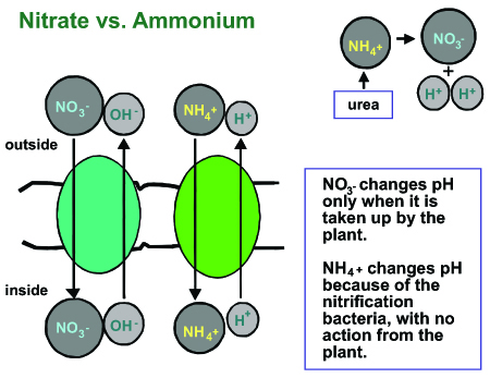 nitrate vs. ammonium. NO3+ changes pH only when it is taken up by the plant. NH4+ changes pH because of the nitrification bacteria, with no action from the plant.