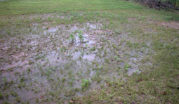 Flooded area of turfgrass