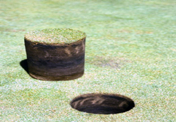 Soil core showing a black layer in the soil