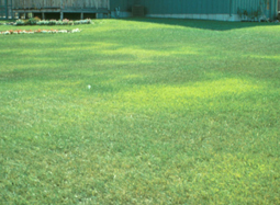 Field of grass with yellow patches from drought.