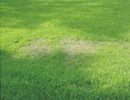 Patch of grass with yellowing and dry areas