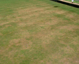 Grass with brown patching from heat damage