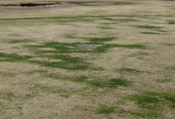 Field of zoysiagrass that is mostly brown with a few patches of green.