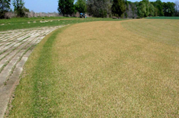 Field of bentgrass that is mostly yellow from cold with a line of green along the edge of the lawn.