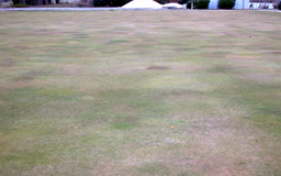 Field of centipedegrass with gray and yellow patches